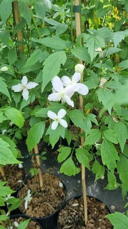 Clematis mont. rubens (lichtroze) 150-175 cm cont. 5,0L - afbeelding 3
