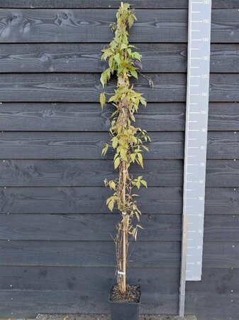 Clematis mont. wilsonii 150-175 cm cont. 5,0L