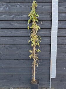 Clematis mont. wilsonii 150-175 cm cont. 5,0L