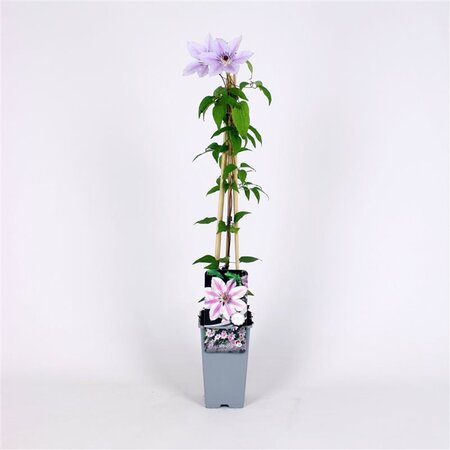 Clematis 'Nelly Moser' 70 cm vierkant 2L