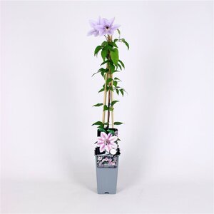 Clematis 'Nelly Moser' 70 cm vierkant 2L