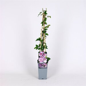 Clematis 'Piilu' 70 cm vierkant 2L