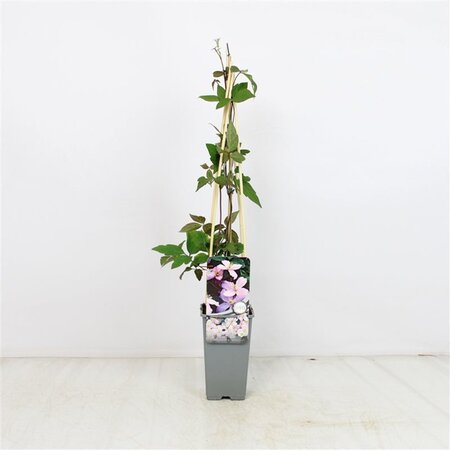 Clematis 'Pink Perfection' 70 cm vierkant 2L
