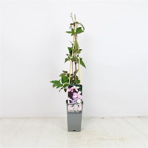 Clematis 'Pink Perfection' 70 cm vierkant 2L
