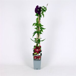 Clematis 'Rouge Cardinal' 70 cm vierkant 2L