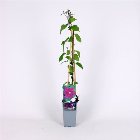 Clematis 'Star of India' 70 cm vierkant 2L - image 1