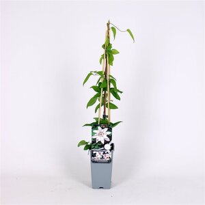 Clematis 'Snow Queen' 70 cm vierkant 2L
