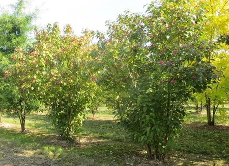 Clerodendrum trichotomum fargesii 100-125 cm container - afbeelding 5
