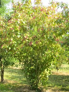 Clerodendrum trichotomum fargesii 100-125 cm container - afbeelding 6