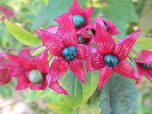 Clerodendrum trichotomum fargesii 175-200 cm met kluit - afbeelding 6