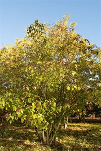 Clerodendrum trichotomum fargesii 80-100 cm container - afbeelding 2