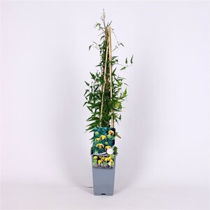 Clematis tibetana tangutica 70 cm vierkant 2L