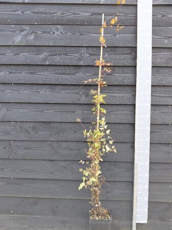 Clematis vitalba (klein wit) 150-175 cm cont. 5,0L