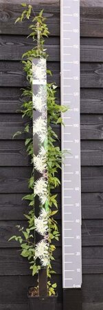 Clematis vitalba (klein wit) 150-175 cm cont. 5,0L - afbeelding 1