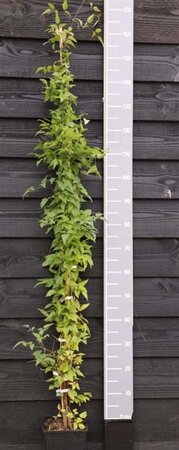 Clematis vitalba (klein wit) 150-175 cm cont. 5,0L - afbeelding 2