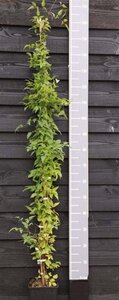 Clematis vitalba (klein wit) 150-175 cm cont. 5,0L - afbeelding 2