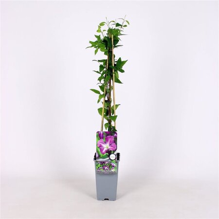 Clematis viticella 70 cm vierkant 2L