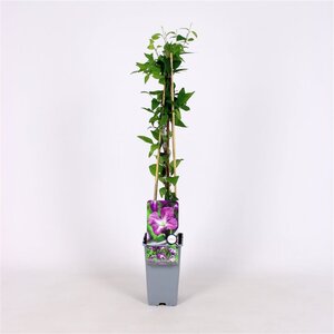 Clematis viticella 70 cm vierkant 2L