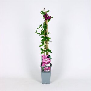 Clematis 'Ville de Lyon' 70 cm vierkant 2L