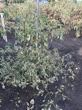 Cornus alternifolia 'Argentea' 80-100 cm met kluit - afbeelding 3