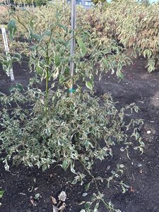 Cornus alternifolia 'Argentea' 80-100 cm met kluit - afbeelding 3