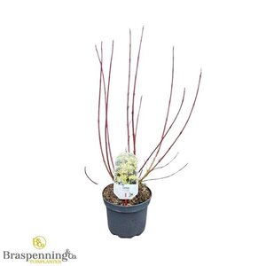 Cornus alba 'Aurea' 30-40 cm cont. 3,0L