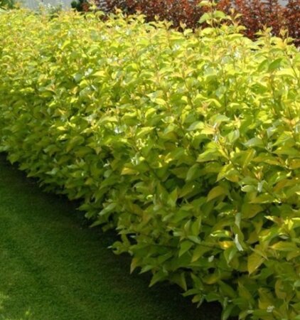 Cornus alba 'Aurea' 60-100 cm cont. 3,0L