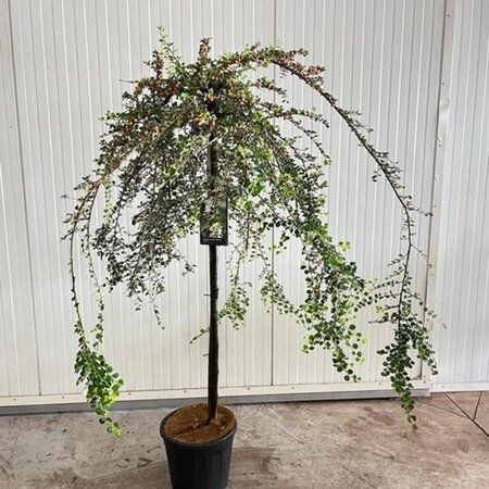 Cotoneaster apiculatus 'Blackburn' 120 cm stam cont. 12L