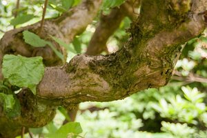 Corylus a. 'Contorta' 100-125 cm container - afbeelding 7