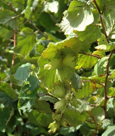 Corylus a. 'Contorta' 40-60 cm cont. 3,0L - afbeelding 3
