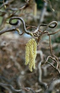 Corylus a. 'Contorta' 60-80 cm container