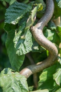 Corylus a. 'Contorta' 60-80 cm container - afbeelding 4
