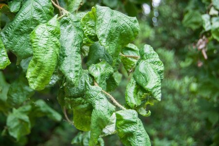 Corylus a. 'Contorta' 60-80 cm container - afbeelding 6