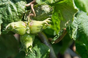 Corylus a. 'Contorta' 80-100 cm container - afbeelding 5
