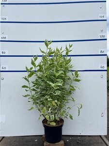Cornus alba 'Elegantissima' 100-125 cm cont. 7,5L - afbeelding 2