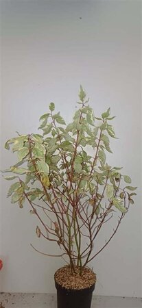 Cornus alba 'Elegantissima' 100-125 cm cont. 7,5L - afbeelding 1