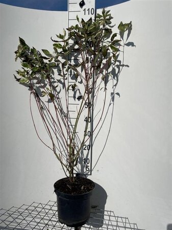 Cornus alba 'Elegantissima' 100-125 cm cont. 7,5L - image 3