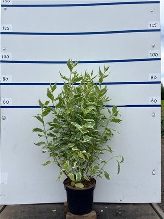 Cornus alba 'Elegantissima' 100-125 cm cont. 7,5L - image 2