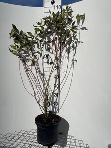 Cornus alba 'Elegantissima' 100-125 cm cont. 7,5L - image 4