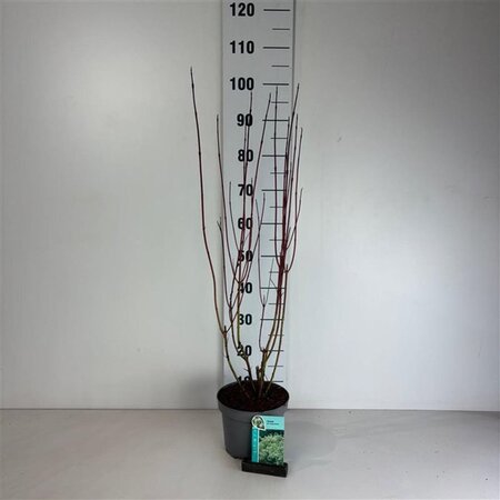 Cornus alba 'Elegantissima' 60-80 cm cont. 3,5L
