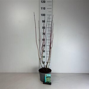 Cornus alba 'Elegantissima' 60-80 cm cont. 3,5L