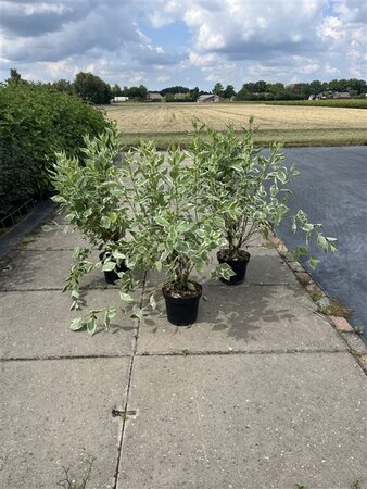 Cornus alba 'Elegantissima' 60-80 cm cont. 7,5L