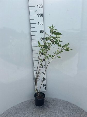 Cornus alba 'Elegantissima' 80-100 cm cont. 2,0L