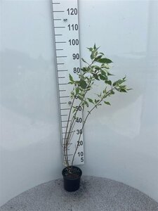 Cornus alba 'Elegantissima' 80-100 cm cont. 2,0L