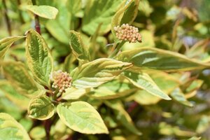 Cornus alba 'Gouchaultii' 60-100 cm cont. 3,0L