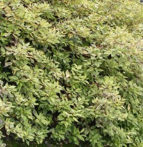 Cornus alba 'Gouchaultii' 60-100 cm cont. 3,0L - afbeelding 3