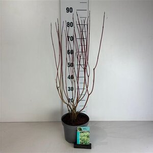 Cornus alba 'Gouchaultii' 60-80 cm cont. 3,5L