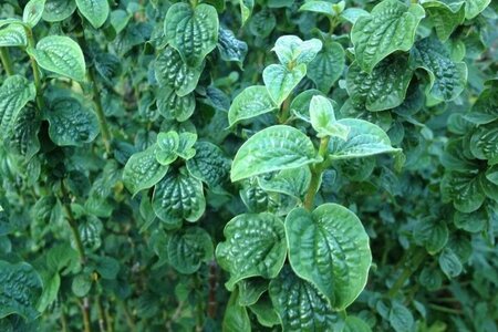 Cornus alba 'Hessei' 30-40 cm cont. 3,0L - afbeelding 1