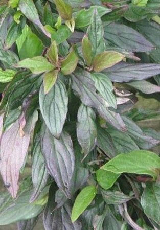 Cornus alba 'Hessei' 30-40 cm cont. 3,0L - afbeelding 2