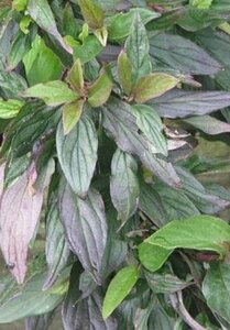 Cornus alba 'Hessei' 30-40 cm cont. 3,0L - afbeelding 2